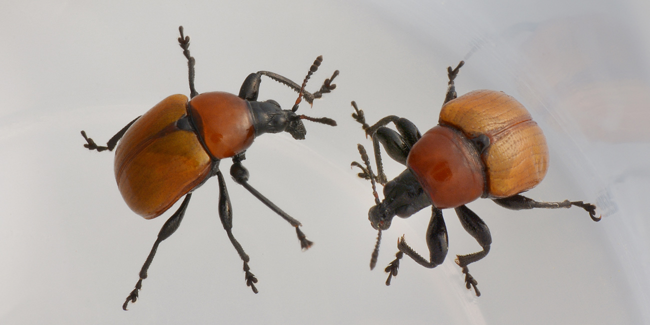 Attelabus nitens, su Leccio.